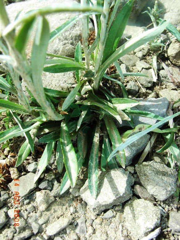 Gnaphalium sylvaticum
